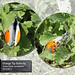 Orange Tip Ouse Estuary Nature Reserve - 30.4.2012