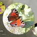 Peacock butterfly E Blatchington 11 8 2012