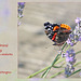 Red Admiral EB 3 9 2011
