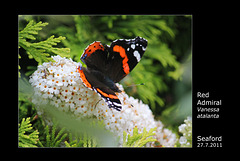 Red Admiral Seaford  27 7 2011