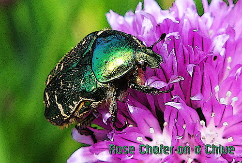 Rose Chafer on a Chive 19 5 2012 poster edges