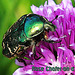 Rose Chafer on a Chive 19 5 2012 poster edges