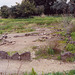 The Remains of the First Ancient Greek Colony in Sicily: Naxos, March 2005