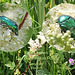Rose Chafers  - East Blatchington Pond - 23.6.2011
