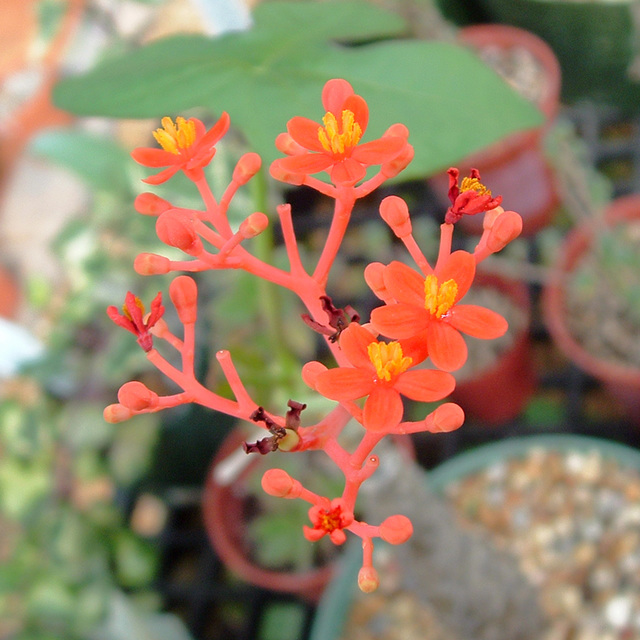 Jatropha podagrica flower