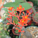 Jatropha podagrica flower