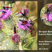 Six-spot Burnet moths - Seven Sisters Country Park - 26.7.2013