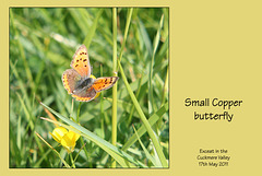 Small Copper Butterfly Cuckmere 17 5 2011