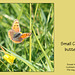 Small Copper Butterfly Cuckmere 17 5 2011