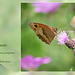 Small Heath butterfly - Shoreham - 27.6.2011