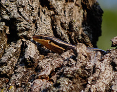 Five Lined Skink 12 feet up on the tree stumps