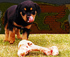 the bone and baby Rottweiler