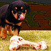 the bone and baby Rottweiler