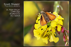Small Skipper butterfly - Lottbridge - 31.7.2013