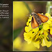 Small Skipper butterfly - Lottbridge - 31.7.2013