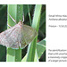 Small White Wave moth Friston 10 6 2011