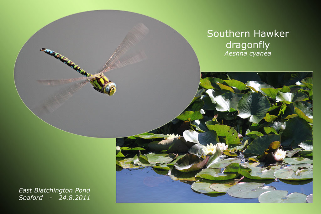 Southern Hawker dragonfly - East Blatchington Pond - 24.8.2011