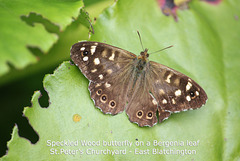 Speckled Wood - East Blatchington - 21.8.2011