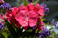 MOUGINS:Fleurs de laurier rose (Nerium oleander).