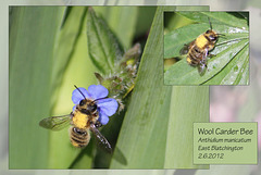 Wool Carder Bee - East Blatchington - East Sussex - 2.6.2012