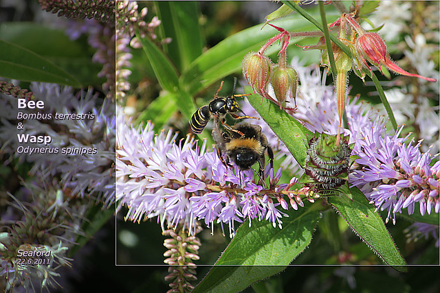 Bee Bombus terrestris & wasp Odynerus spinipes - Seaford - 22.6.2011