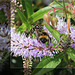 Bee Bombus terrestris & wasp Odynerus spinipes - Seaford - 22.6.2011