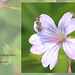 Bee - Hilictus tumulorum - Seaford - 22.6.2011