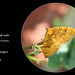 Yellow Shell moth Seaford  12 5 2011