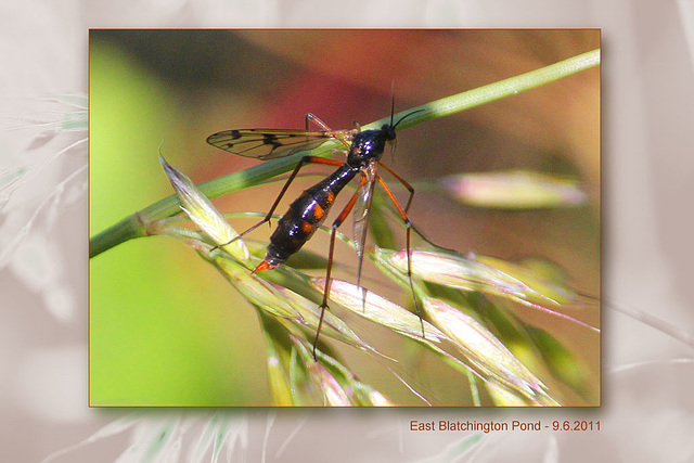 zzzzzzzzz a maybe crane fly - 9.6.2011