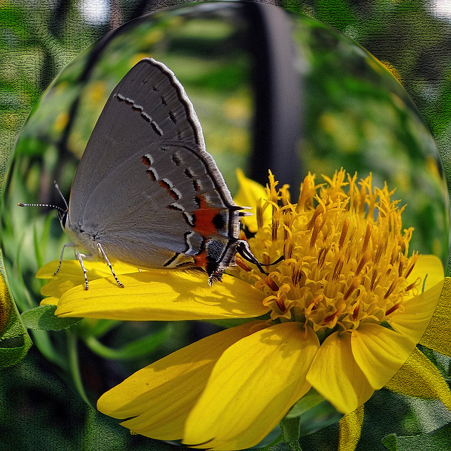 Grey Hairstreak Butterfly Spherize with texture