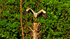 HIDLINGEN: Atterrissage d'une cigogne sur un arbre.