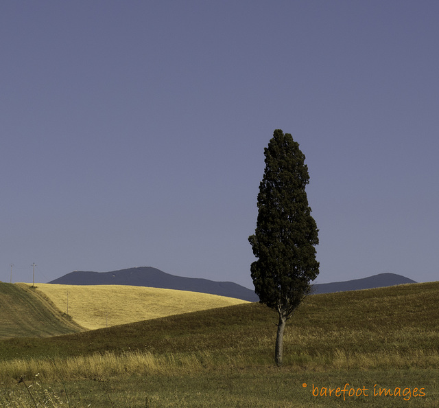 toskana:  einsame zypresse - tuscany: lonesome cypress