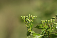 Hawthorn flower buds