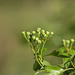 Hawthorn flower buds