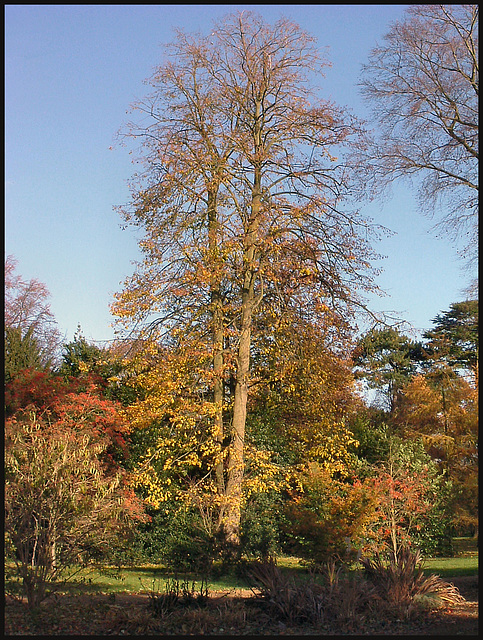 November trees in the park