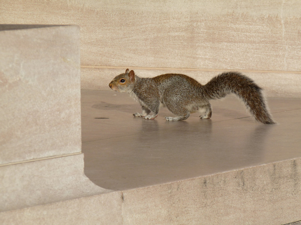 museum squirrel
