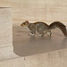 museum squirrel
