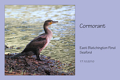 Cormorant - East Blatchington Pond - 16.10.2010