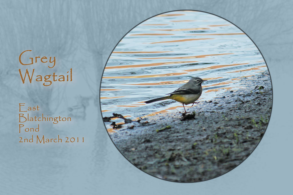 Grey Wagtail - East Blatchington Pond - 2.3.2011