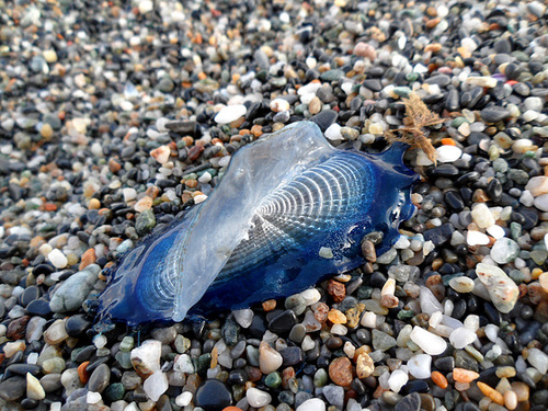 velella