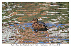 Mallard duck EB pond 18 1 11