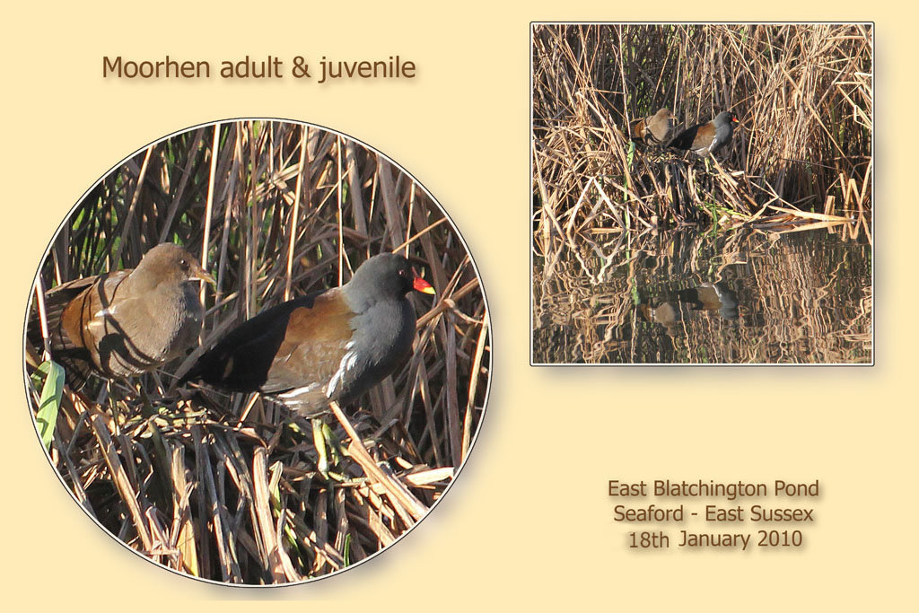 Moorhen & juvenile - East Blatchington Pond - 18.1.2011