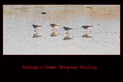 Redshanks - Tidemills - 25.11.2010