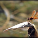 Dragon fly & its wings