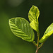 Alder Buckthorn (Frangula alnus) leaves