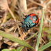 Blue Shieldbug Nymph