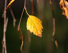 Silver birch leaves
