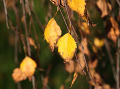 Silver birch leaves