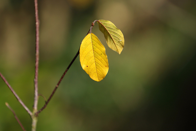 Alder buckthorn (Frangula alnus) leaves