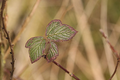 Bramble (Rubus fruticosus) leaf